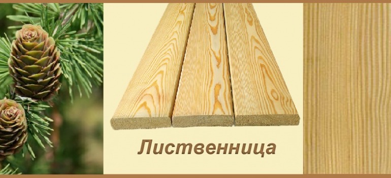 лиственница